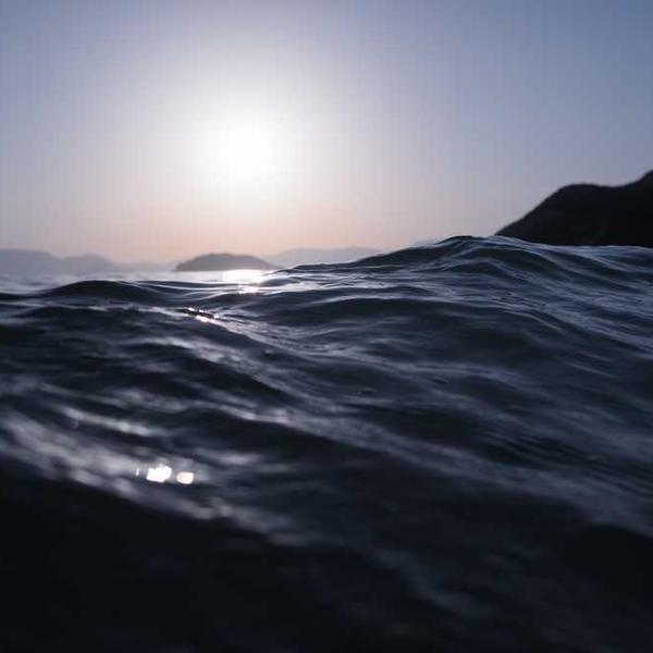 Sayur Hidroponik Segar 98