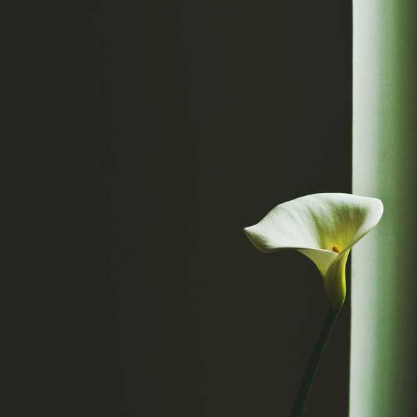 Beras Organik Premium 14